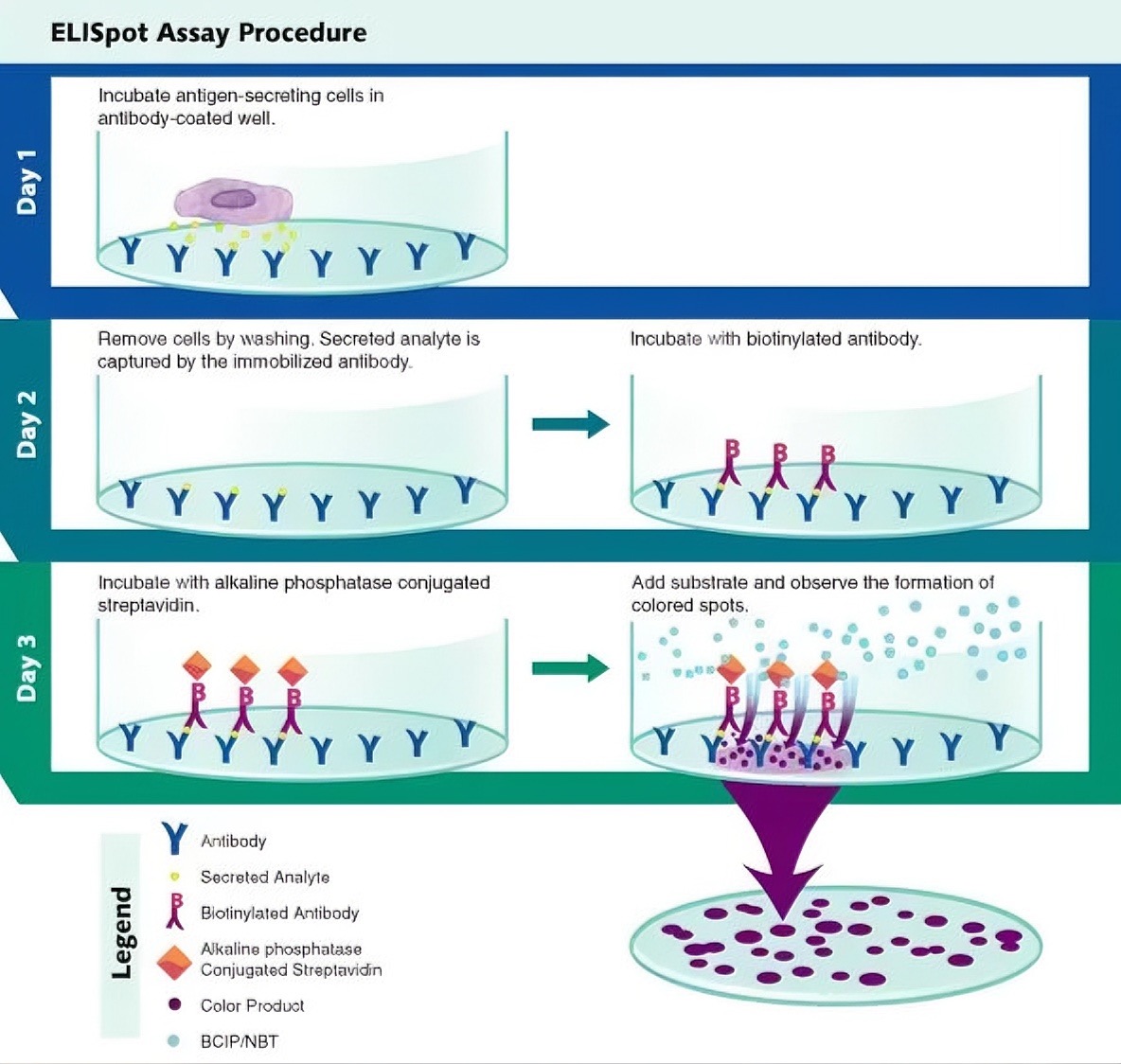 酶联免疫斑点检测（ELISpot）技术：原理、优势与应用