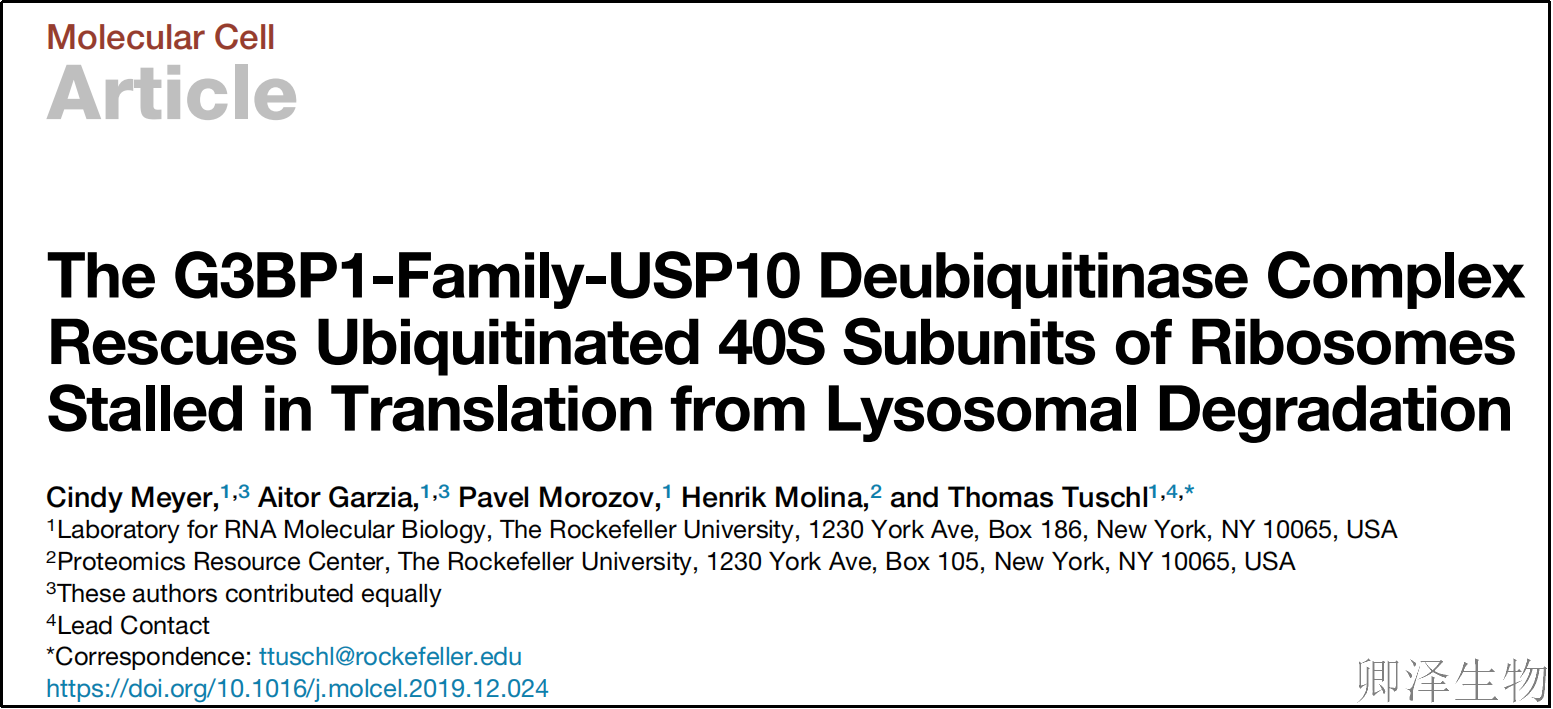 【核糖体碰撞-经典研究】 | G3BP1-Family-USP10复合物在核糖体碰撞中的关键作用！