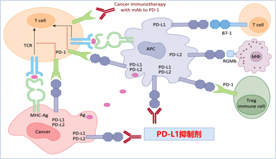 Anti-Human PD-1 antibody (Pemb
