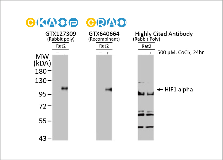 GeneTex HIF1α 抗体：推动缺氧研究