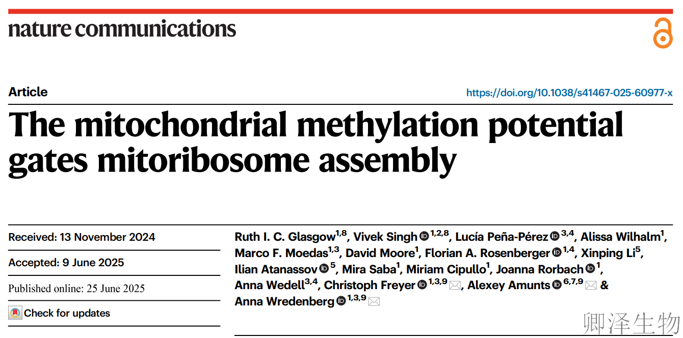 【Polysome技术文献】 | 线粒体甲基化：调控能量工厂"装配线"的关键开关