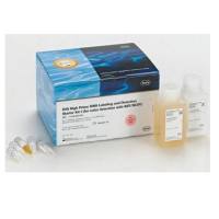 DIG-High Prime DNA标记及检测启动装I