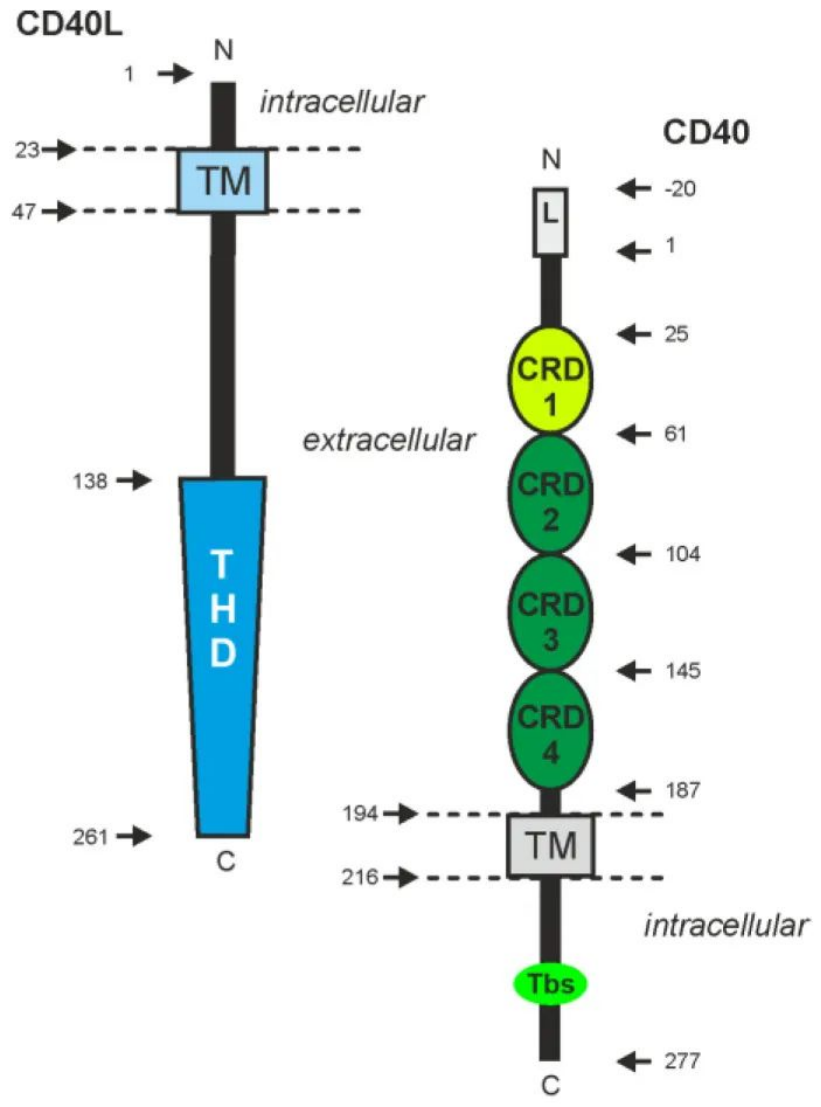 Anti-Human CD40 antibody (Cifu