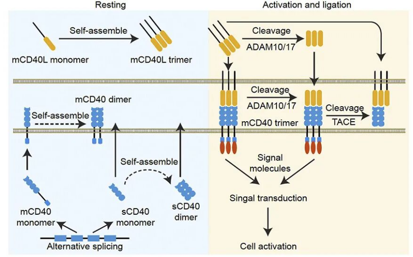 Anti-Human CD40 antibody (Cifu