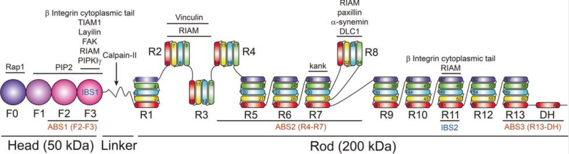 Anti-Human Integrin alpha-IIb/