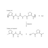 胶原酶 来源于溶组织梭菌.......