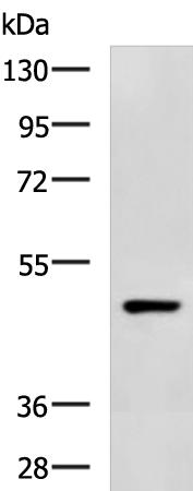 C3AR1 Antibody[36294]