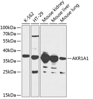 AKR1A1 Rabbit Polyclonal Antib