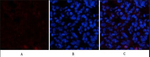 VE-Cadherin Polyclonal Antibod