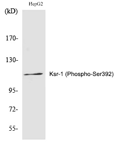 Ksr-1 (Phospho-Ser392) Polyclo