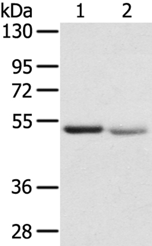 SLC24A6 Antibody[40213]