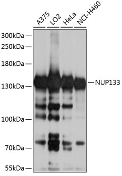 NUP133 Rabbit Polyclonal Antib