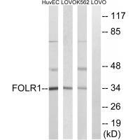 FOLR1 Antibody[34683]