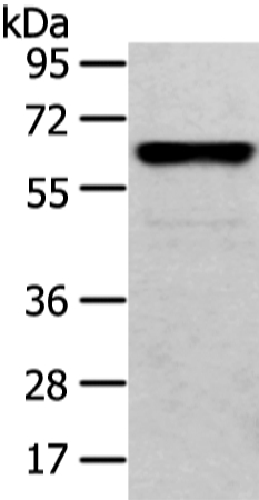 CLK2 Antibody[43405]