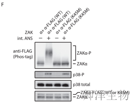 【核糖体碰撞-经典研究】 |细胞中的