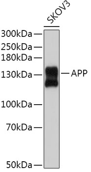 APP antibody[38604]