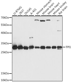 TPI1 Rabbit Polyclonal Antibod