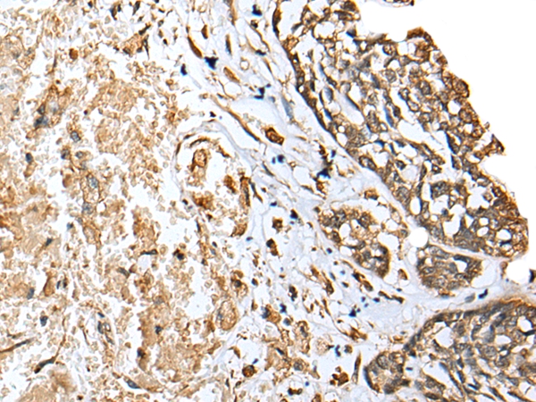 EEF1E1 Antibody[42964]