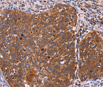 FBXW7 Antibody[36334]