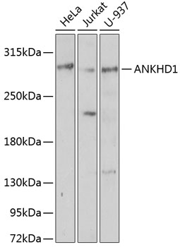 ANKHD1 Rabbit Polyclonal Antib
