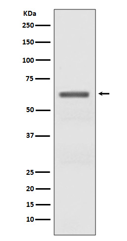AMPK alpha (Phospho-Thr172) Ra