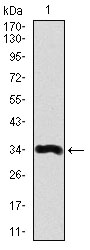 LPA Antibody[48474]
