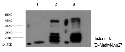 Histone H3 (Di-Methyl-Lys27) M