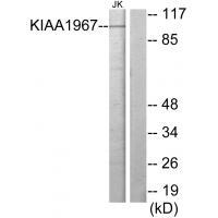 KIAA1967 Antibody[33965]