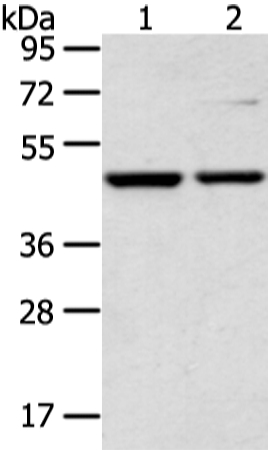 CTBP1 Antibody[43242]