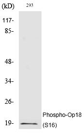 Op18 (Phospho-Ser16) Polyclona
