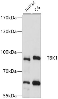 TBK1 Rabbit Polyclonal Antibod