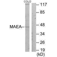 MAEA Antibody[33945]