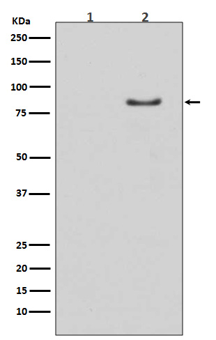 HSL (Phospho-Ser853) Rabbit mA