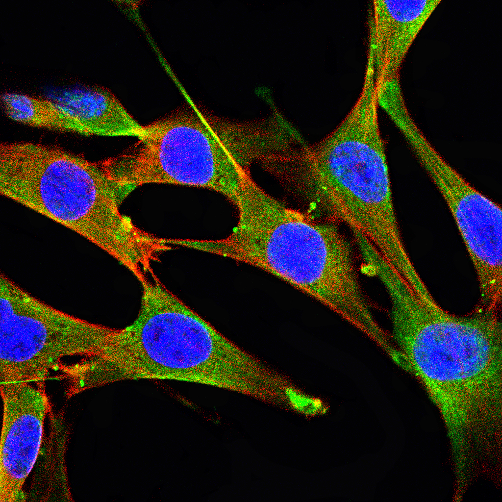 DCX Mouse mAb[63535]