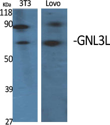 GNL3L Polyclonal Antibody[4096