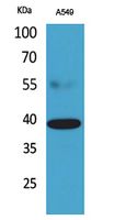 CGR19 Polyclonal Antibody[4175