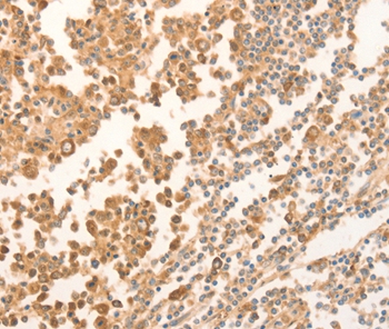 NAP1L1 Antibody[35831]