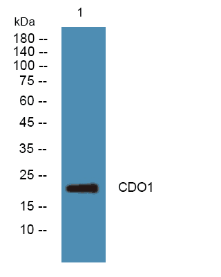 CDO1 Polyclonal Antibody[44010