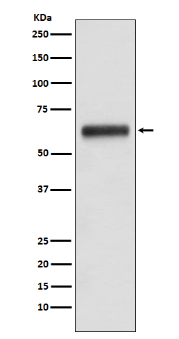 Human IgG3 Rabbit mAb[56251]