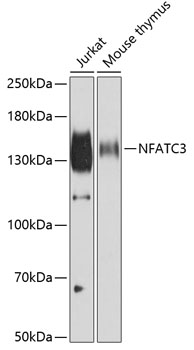 NFATC3 antibody[39086]