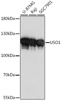 USO1 Rabbit Polyclonal Antibod