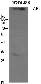 APC Polyclonal Antibody[40601]