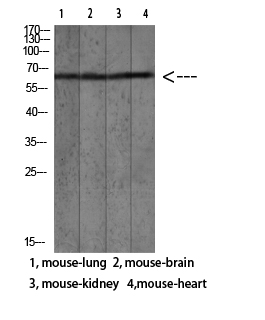 Mac-2BP Polyclonal Antibody[46