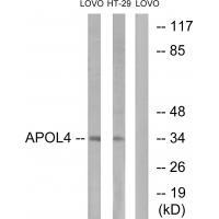 APOL4 Antibody[34433]