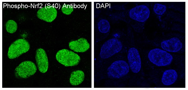Nrf2 (Phospho-Ser40) Rabbit mA