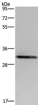 ICAM4 Antibody[36543]
