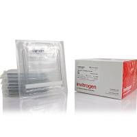 NuPAGE™ 4-12%，Bis-Tris，1.0–1.5 mm，小型蛋白凝胶 NP0321BOX