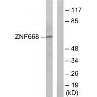 ZNF668 Antibody[34031]