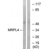 MRPL4 Antibody[34803]