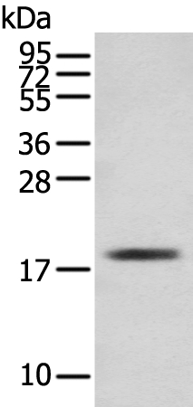 TNNC1 Antibody[43381]